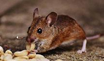 24 Hour & Emergency Exterminators in Franklin, SD